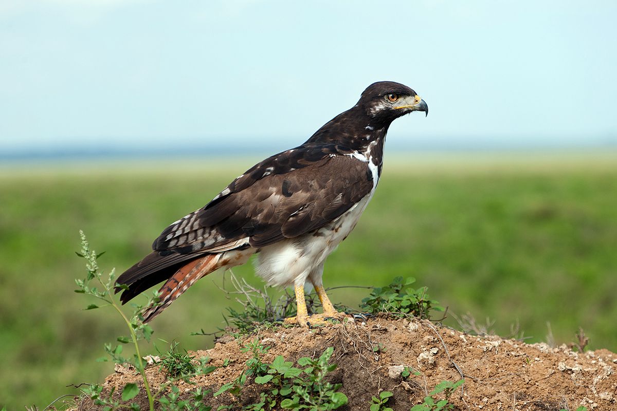 Augurbuizerd - Buteo augur