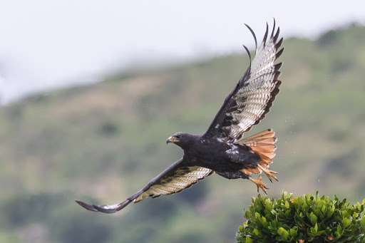 Augurbuizerd - Buteo augur