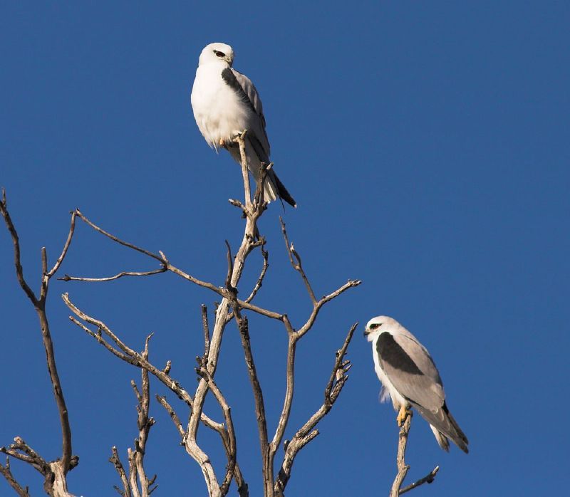 Australische bastaardwouw - Elanus axillaris