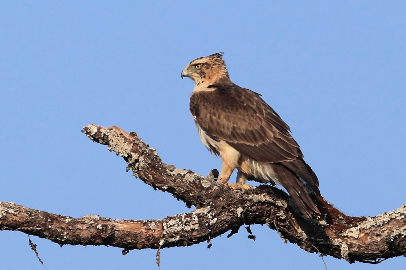 Australische Dwergarend - Hieraaetus morphnoides