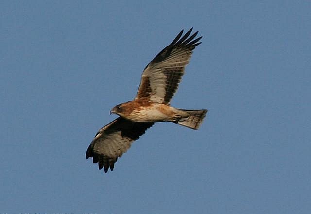 Australische Dwergarend - Hieraaetus morphnoides