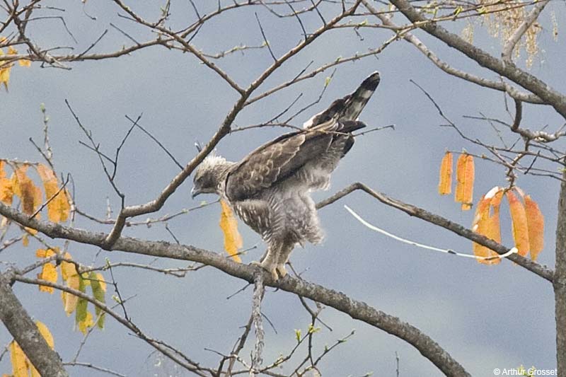 Aziatische kuifarend - Nisaetus nipalensis