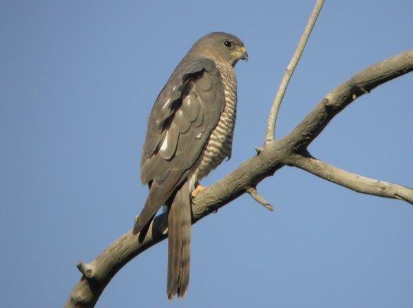 Balkansperwer - Accipiter brevipes