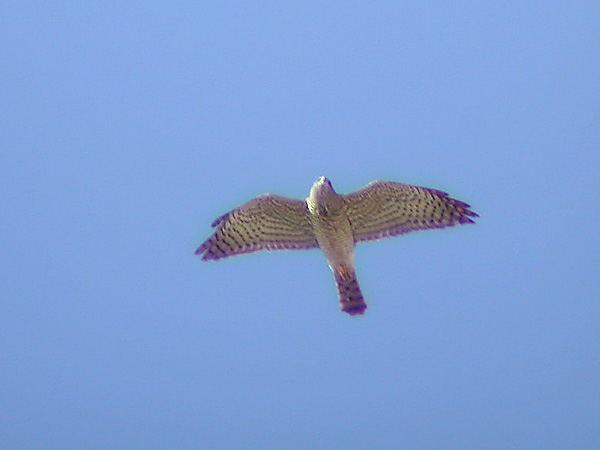 Balkansperwer - Accipiter brevipes