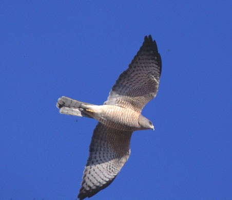 Balkansperwer - Accipiter brevipes