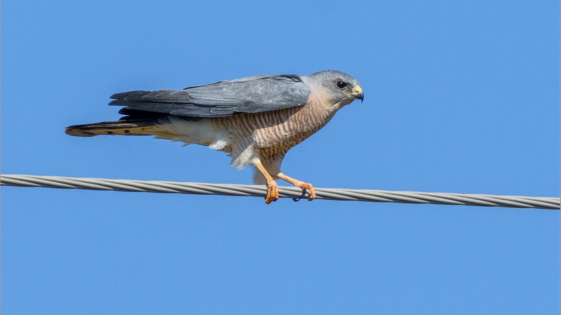 Balkansperwer - Accipiter brevipes