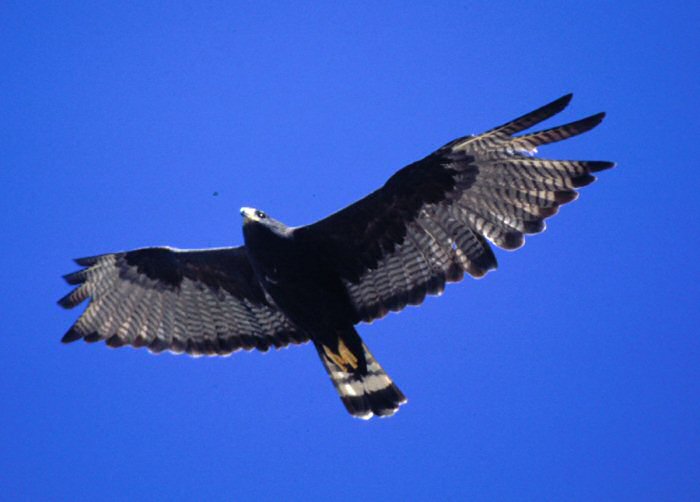 Bandstaartbuizerd - Buteo albonotatus