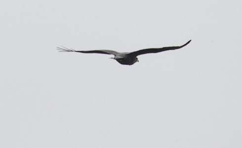 Bandstaartbuizerd - Buteo albonotatus