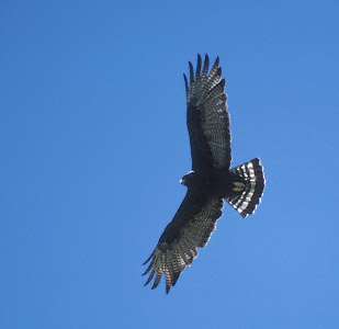 Bandstaartbuizerd - Buteo albonotatus