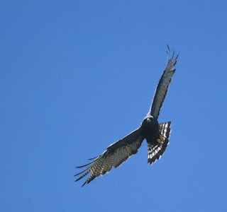 Bandstaartbuizerd - Buteo albonotatus