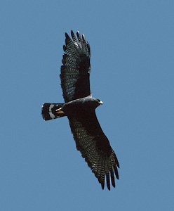 Bandstaartbuizerd - Buteo albonotatus