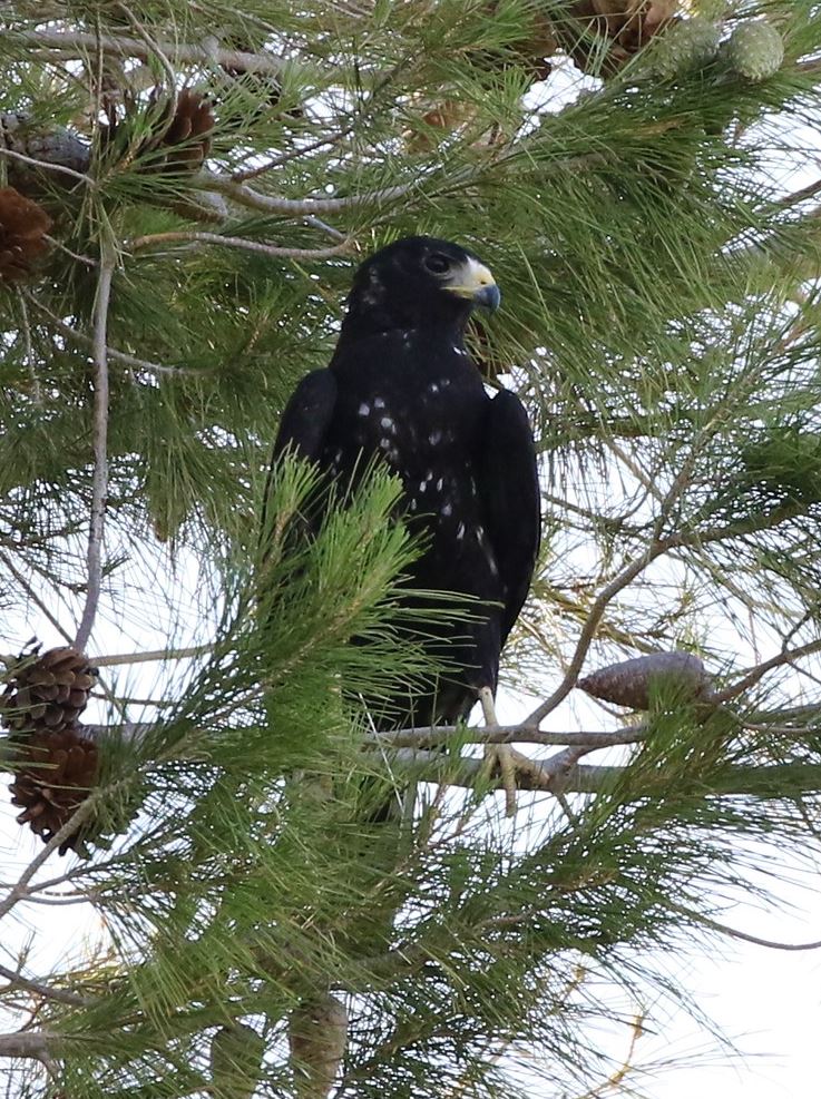 Bandstaartbuizerd - Buteo albonotatus