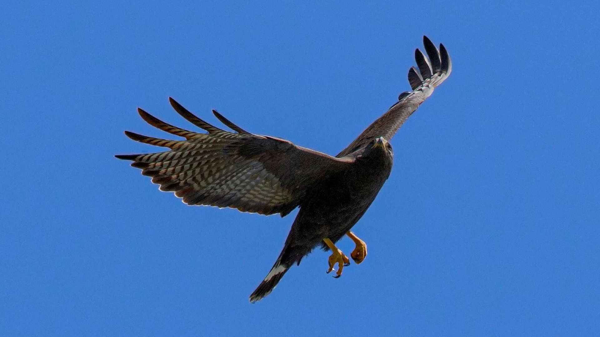 Bandstaartbuizerd - Buteo albonotatus