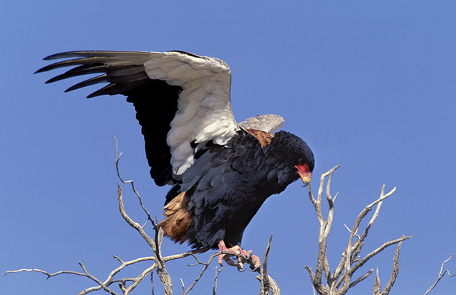 Bateleur - Terathopius ecaudatus