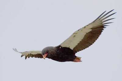 Bateleur - Terathopius ecaudatus