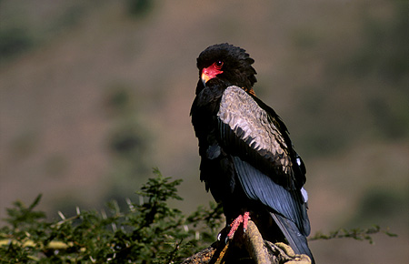 Bateleur - Terathopius ecaudatus