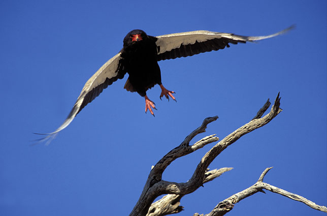 Bateleur - Terathopius ecaudatus