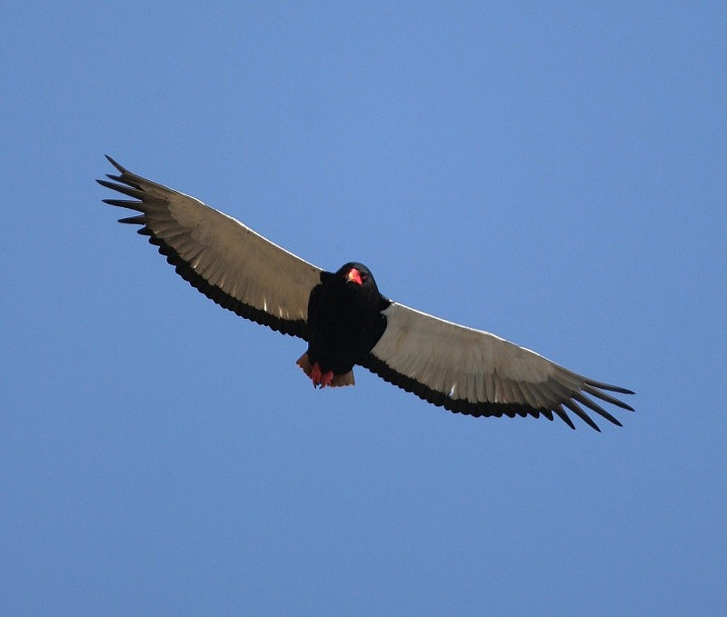 Bateleur - Terathopius ecaudatus