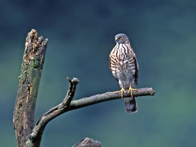 Besra sperwer - Accipiter virgatus