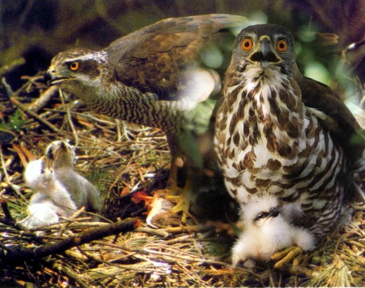 Besra sperwer - Accipiter virgatus