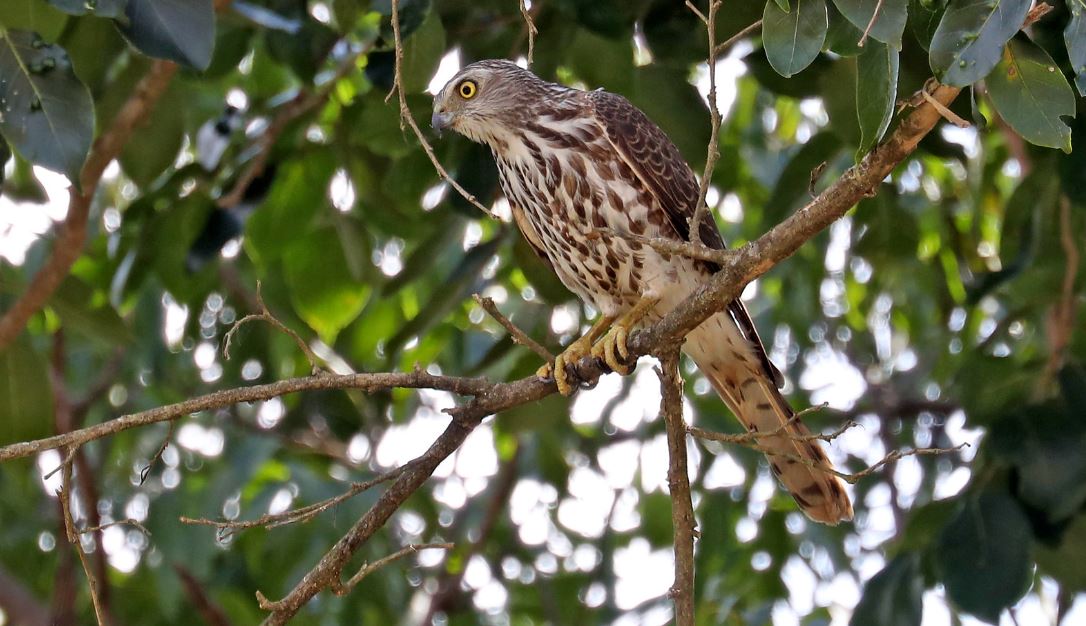 Besra sperwer - Accipiter virgatus