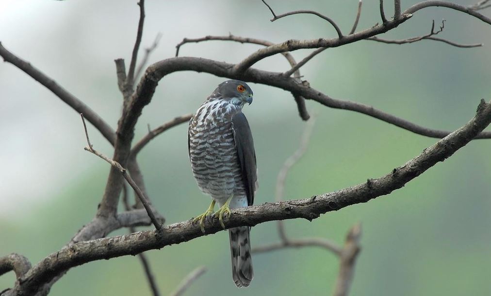 Besra sperwer - Accipiter virgatus