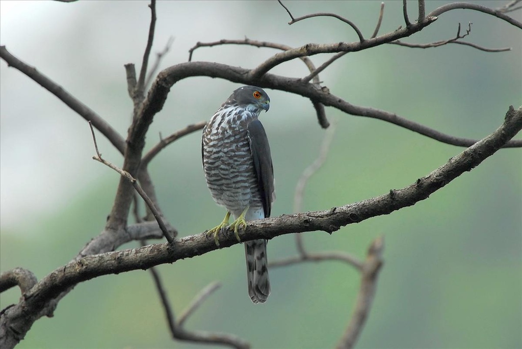 Besra sperwer - Accipiter virgatus