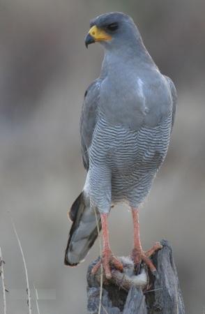 Bleke zanghavik - Melierax poliopterus