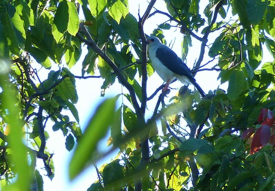 Bleke sperwer - Accipiter poliocephalus