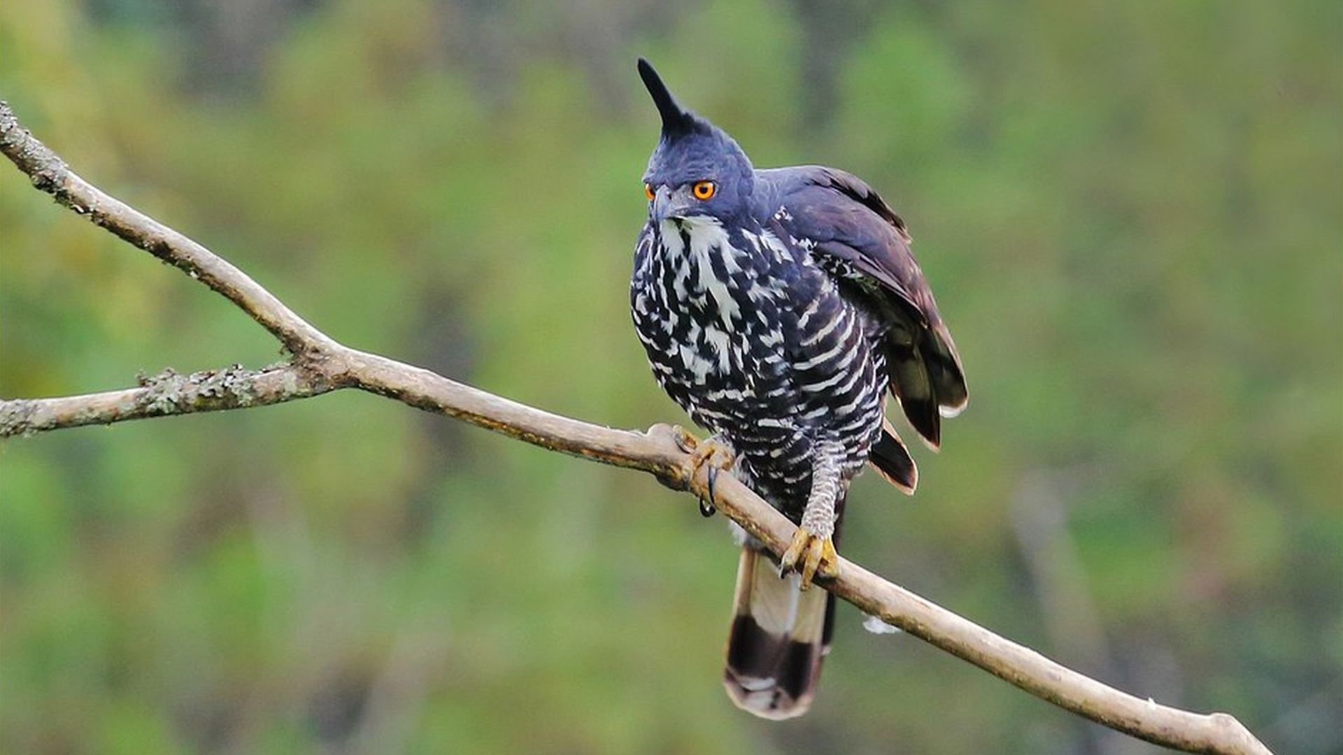 Blyths Kuifarend - Nisaetus alboniger