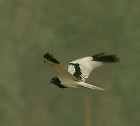 Bonte kiekendief - Circus melanoleucos