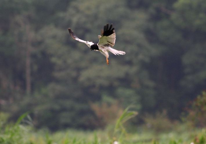 Bonte kiekendief - Circus melanoleucos