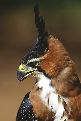 Bonte Kuifarend - Spizaetus ornatus