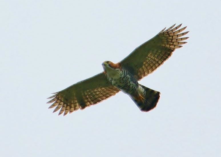 Bonte Kuifarend - Spizaetus ornatus