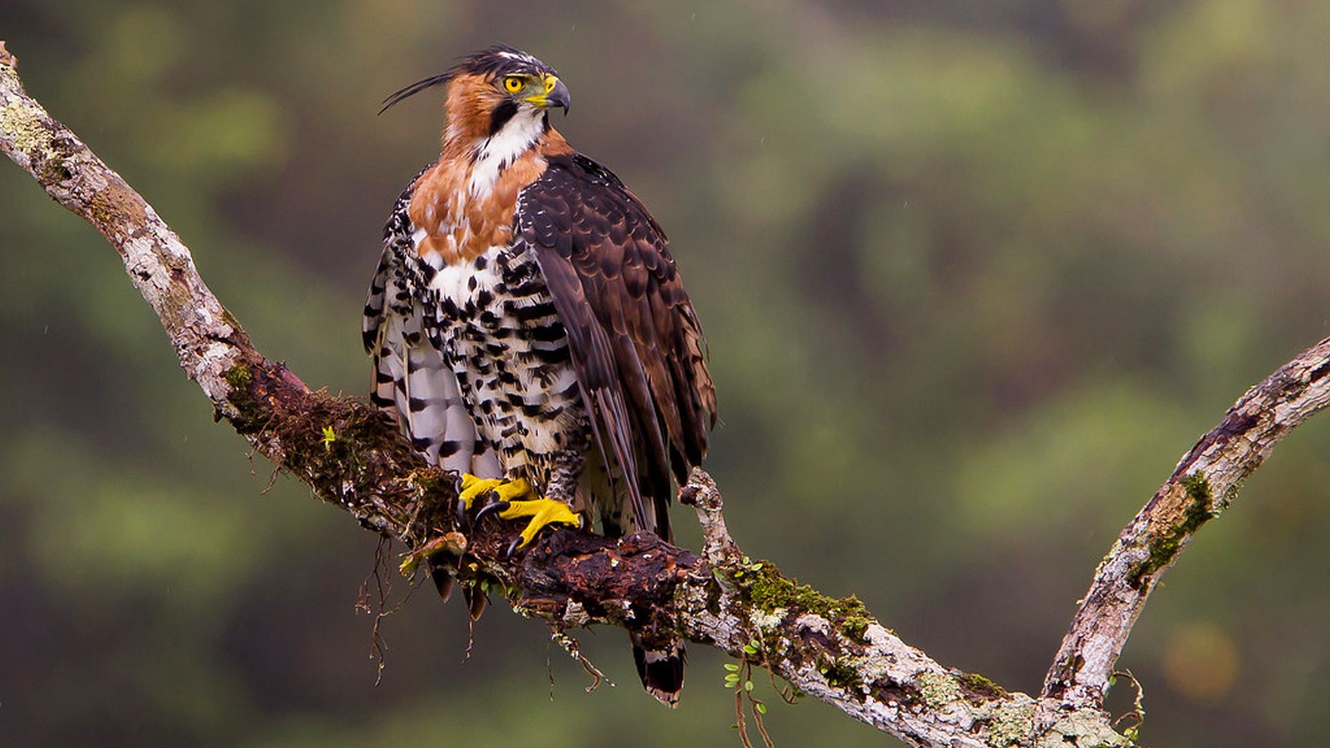 Bonte Kuifarend - Spizaetus ornatus