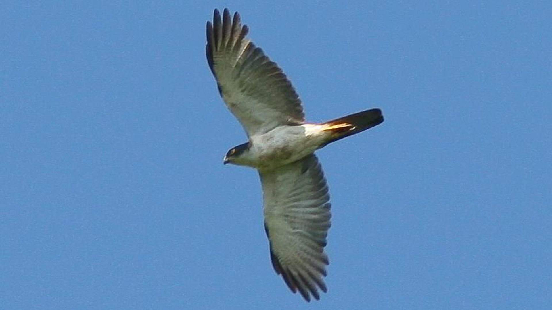 Bonte havik - Accipiter albogularis