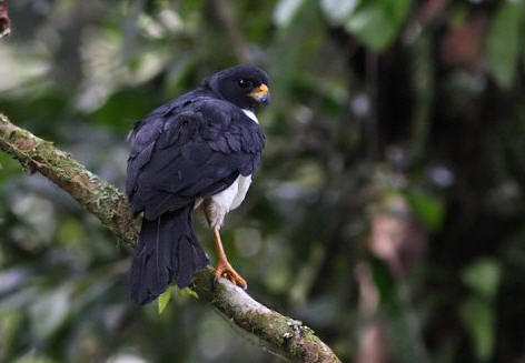 Bonte sperwer - Accipiter imitator