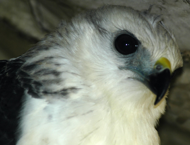 Braziliaanse bonte buizerd - Buteogallus lacernulatus