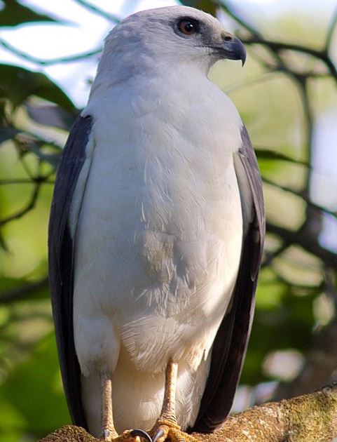 Braziliaanse bonte buizerd - Buteogallus lacernulatus