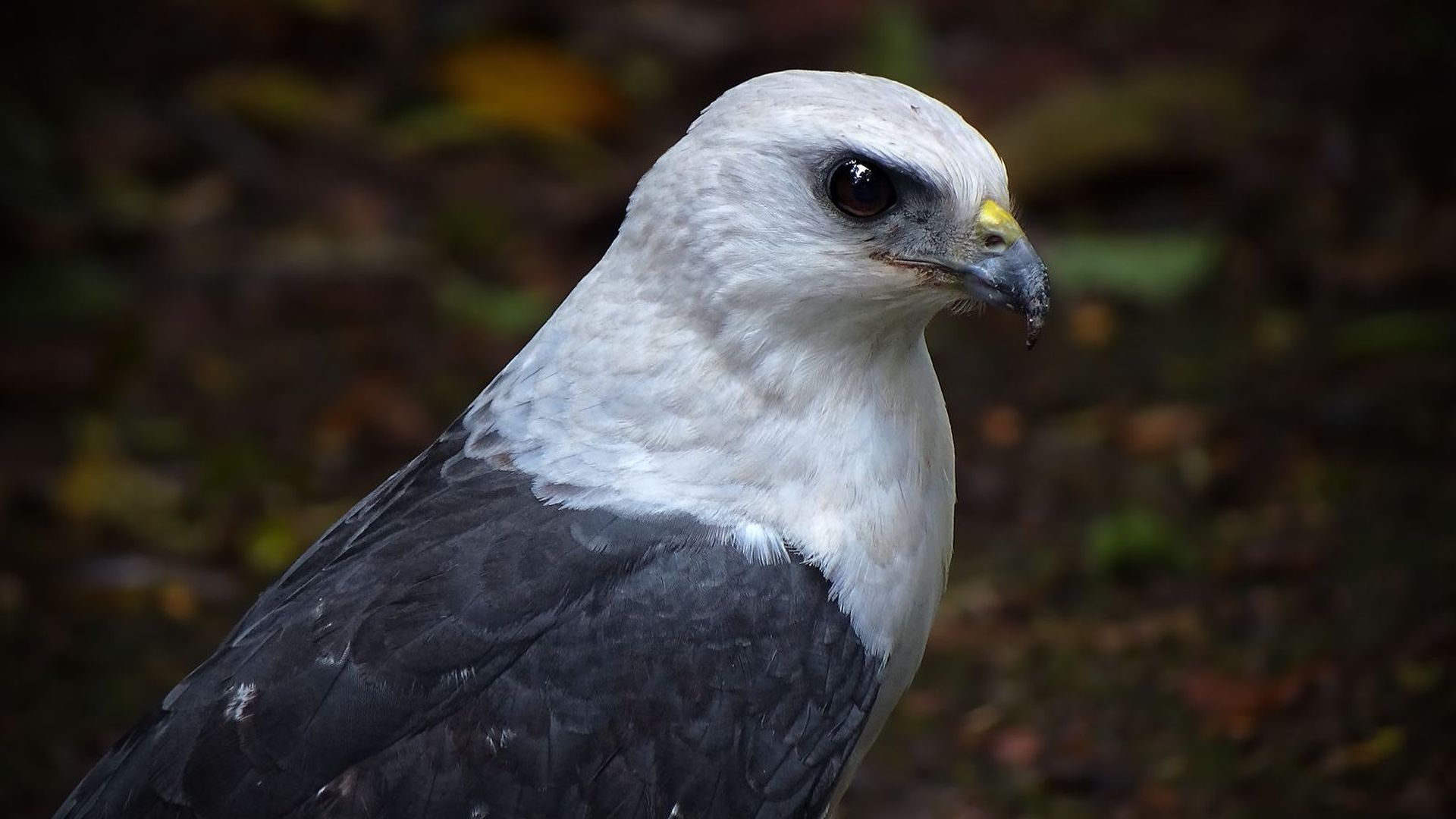 Braziliaanse bonte buizerd - Buteogallus lacernulatus