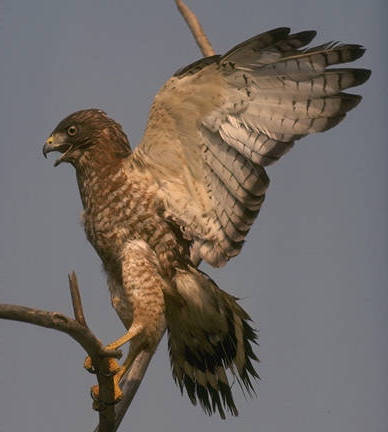 Breedvleugelbuizerd - Buteo platypterus