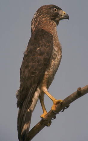 Breedvleugelbuizerd - Buteo platypterus