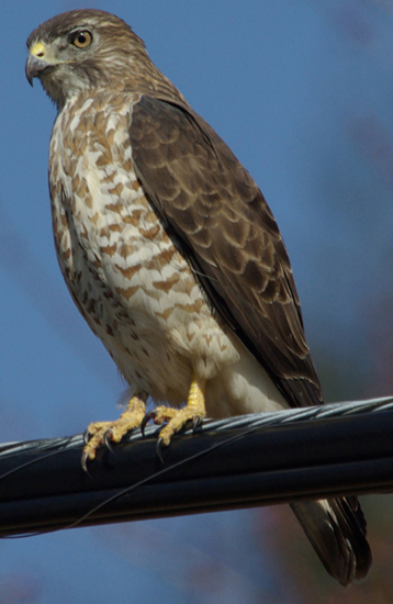 Breedvleugelbuizerd - Buteo platypterus