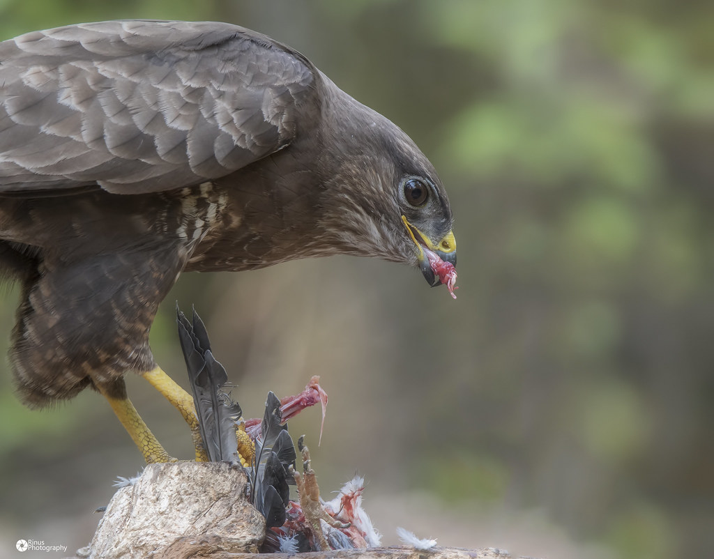 Buizerd - Buteo buteo