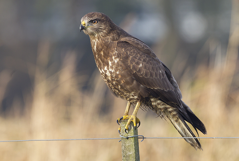 Buizerd - Buteo buteo