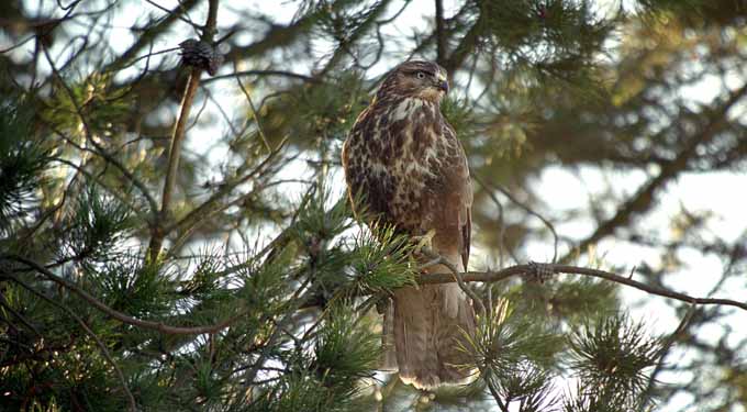 Buizerd - Buteo buteo