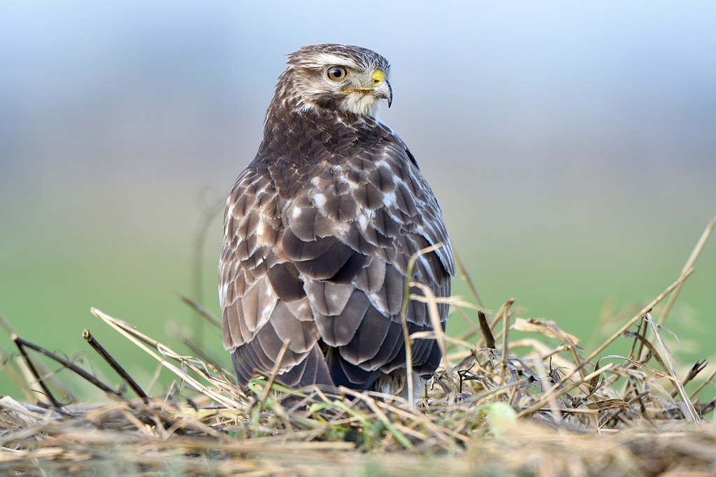 Buizerd - Buteo buteo