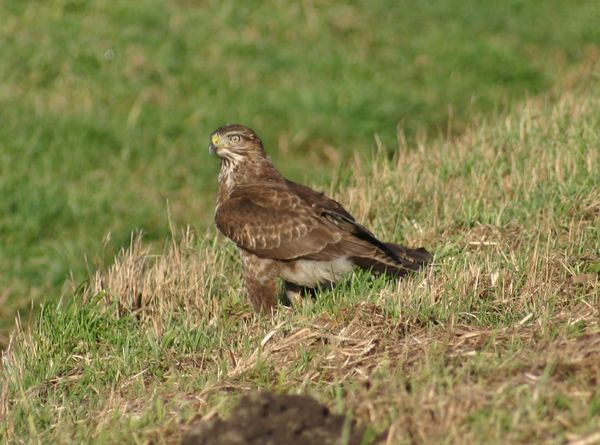 Buizerd - Buteo buteo