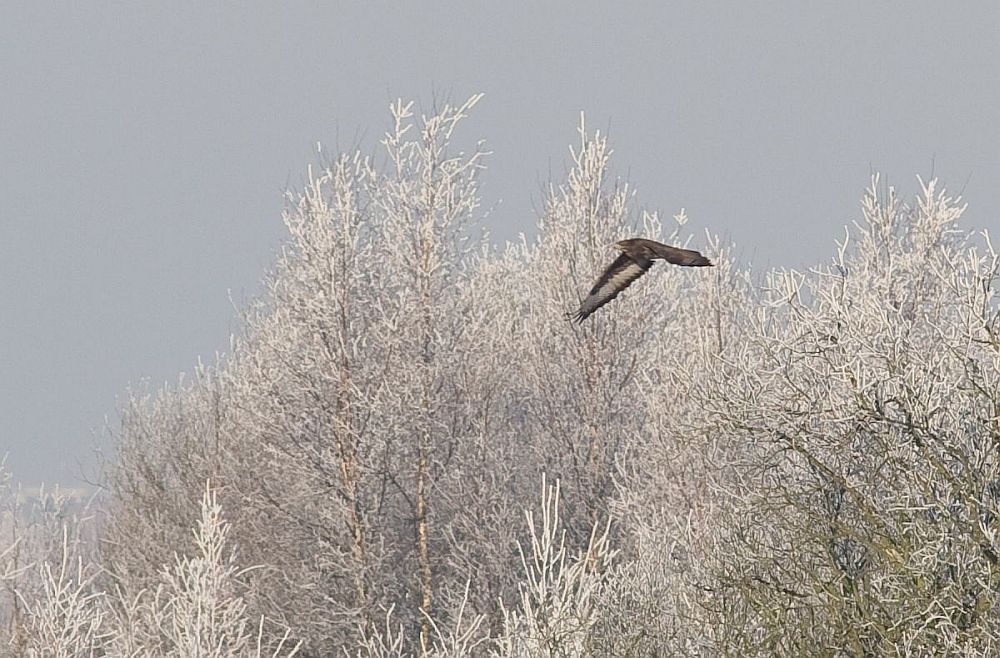 Buizerd - Buteo buteo