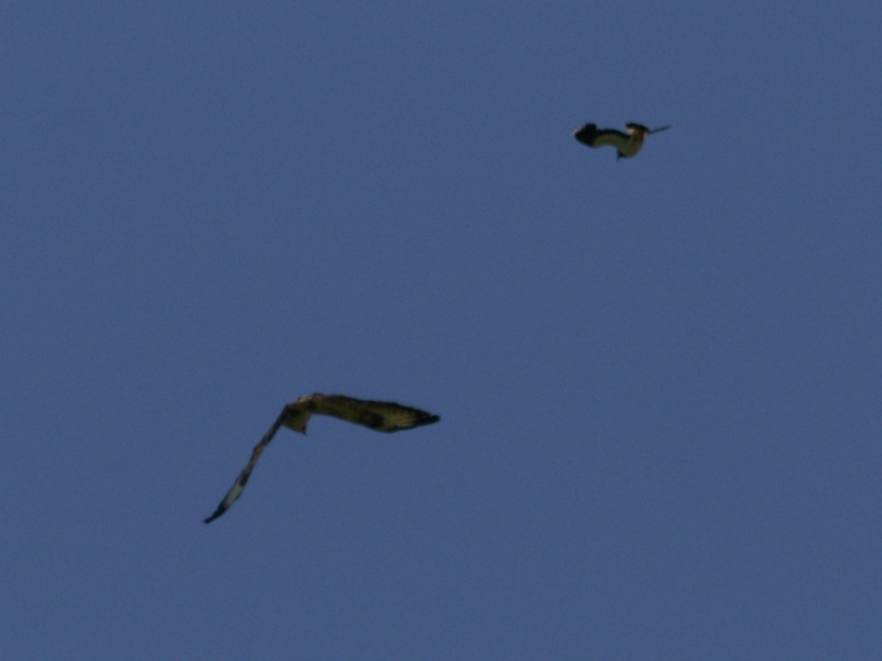 Buizerd - Buteo buteo